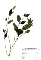 藏品(華九頭獅子草)的圖片